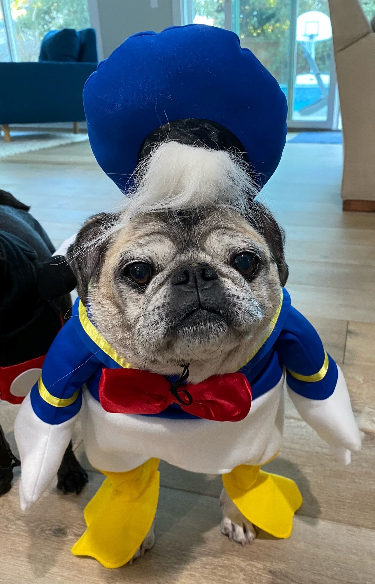 Donald Pug