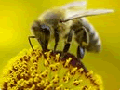 Bees